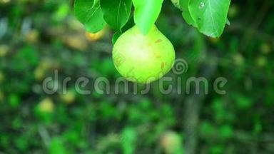 成熟的梨子聚集在水果园里。